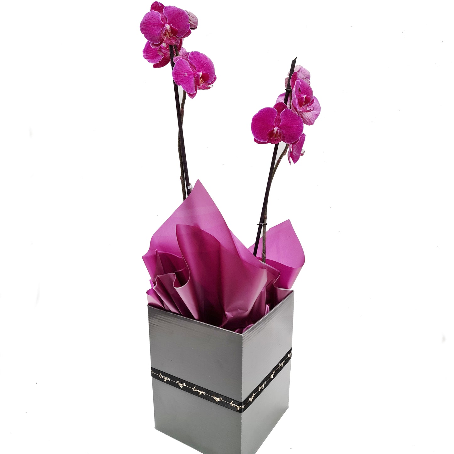 Valentine Orchid