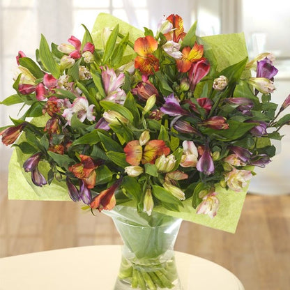 Alstroemeria Affinity